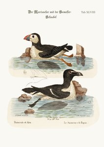 Puffin ve Razor-fatura, 1749-73